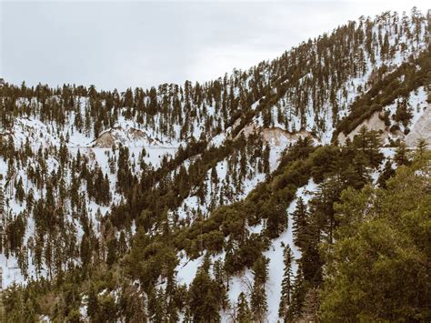 Download Wallpaper 1400x1050 Trees Mountains Snow Peaks Standard 43