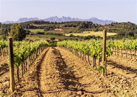 Tailor Made Vacations To The Cava Wine Region Audley Travel