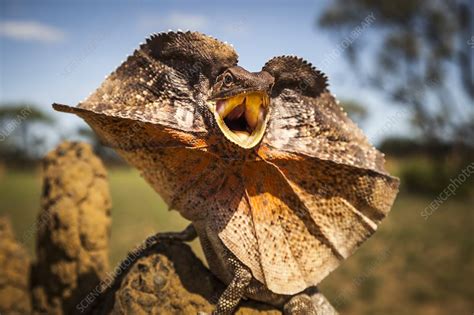 Frill Neck Lizard Displaying Stock Image C0388192 Science Photo Library