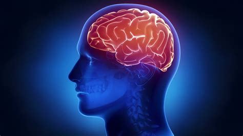 Quale regime alimentare seguire se si ha la sclerosi multipla? Sclerosi multipla disfunzioni sinaptiche e cognitive ...