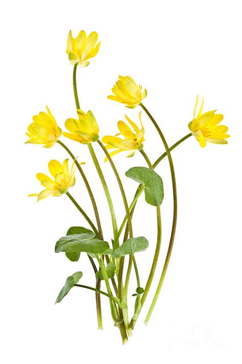 Yellow Spring Wild Flowers Marsh Marigolds Photograph By