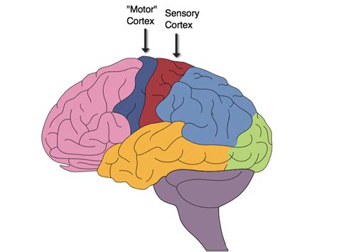 What Is A Sensory Cortex Know Its Importance Function Education