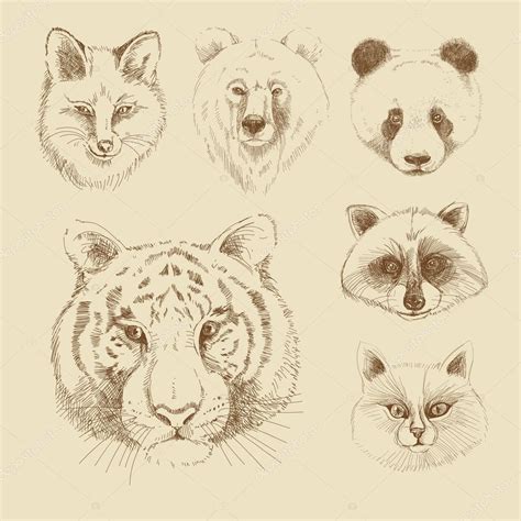 Set Of Different Wild Animals Stock Vector By ©dikaya 30554795