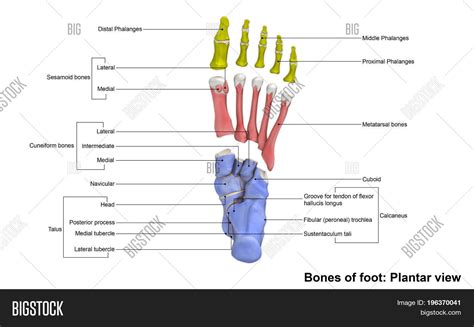 The spine, or backbone, is made up of a column of 33 bones and tissue going from the skull to the pelvis. Forefoot Contains Five Image & Photo (Free Trial) | Bigstock