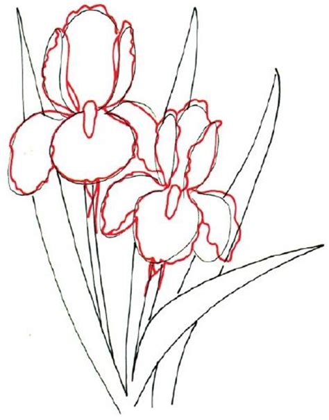 How To Draw A Bearded Iris Line Drawing Iris Drawing Flower Drawing