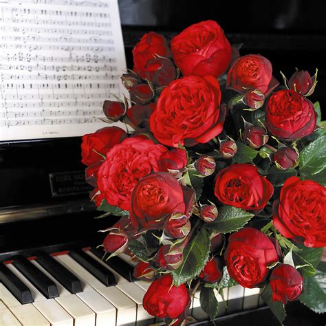 Piano Rose Online Kaufen Rosen Tantau