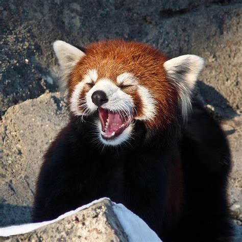 Red Panda Diet Consists Of Mainly Bamboo Grasses Fruits And Nuts