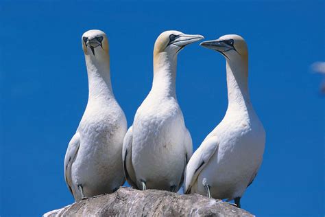Im Protecting Seabirds In One Of The Worlds Most Overfished Areas