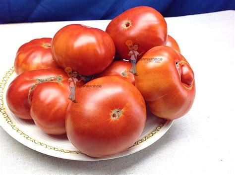 Ponderosa Beefsteak Tomato Renaissance Farms Heirloom Tomato Seeds