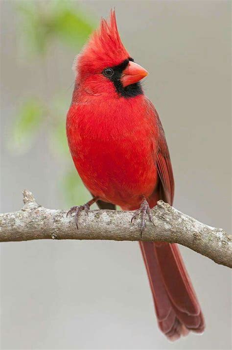 The Glorious Cardinal Colorful Birds Beautiful Birds Cardinal Birds