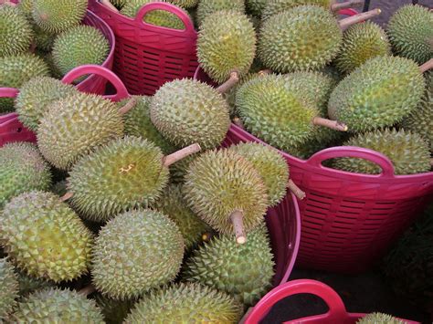 For durian season 2017, the durian plantations in malaysia experienced bad weather leading to lower yields of the fruit. serenechoo.com: Durian season