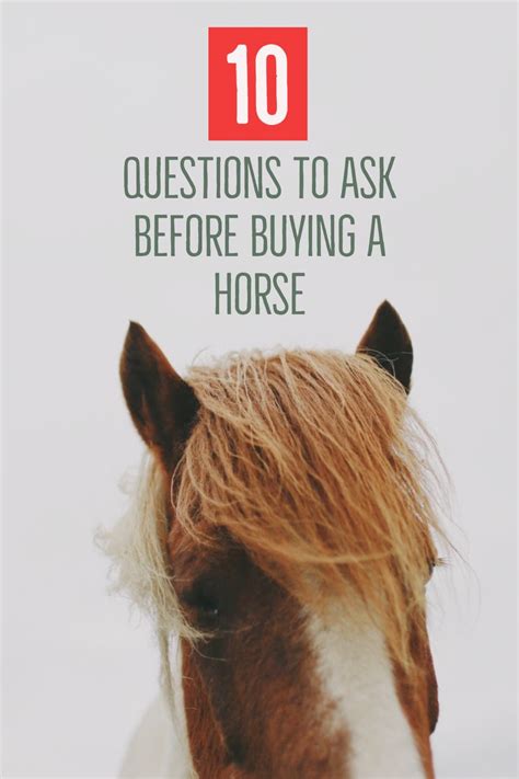 10 Questions To Ask When Buying A Horse In 2021 Buy A Horse Horses