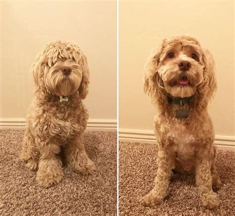 Best Cockapoo Haircut Pictures Page The Paws Cockapoo