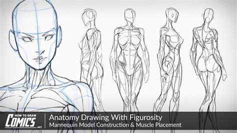 Pin By Екатерина Логинова On Art Links Anatomy Drawing Human Anatomy