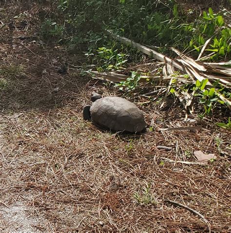 Gopher Tortoise Honeymoon Island State Park Florida Flickr