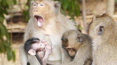 Cute Baby Monkey Hungry Milk From Mommy Adorable Baby Monkey Looks So