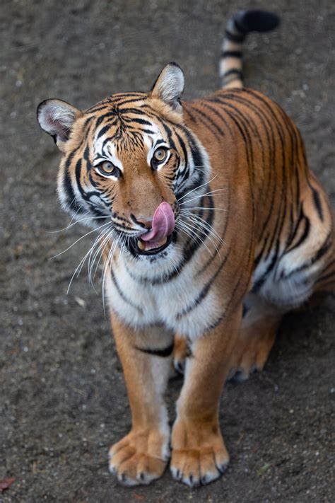 Woodland Park Zoo Welcomes Their First Female Malayan Tiger Photos News