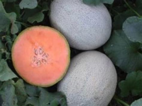Sweet Melon Varieties Sakata