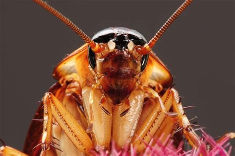 Qu Significa So Ar Con Cucarachas En La Boca Descubre El Significado