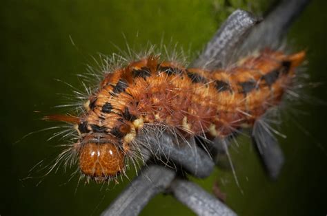 Caterpillar 2 Andrew Robertson Flickr