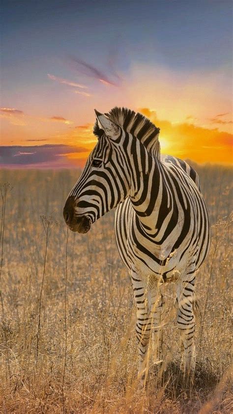 wildlife zebras sunset by linette simoes photography african wildlife photography africa