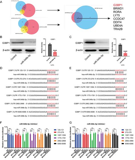 G3bp1 Is The Common Direct Downstream Target Of Mir 548b 5p And