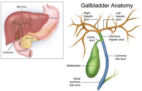 The liver, pancreas, and gallbladder are the solid organs of the digestive system. Gallbladder - Location and Function of Gallbladder