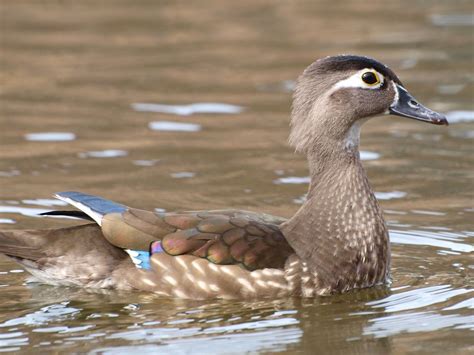 Female Wood Duck Female Wood Duck Aix Sponsa Theyre Re Flickr