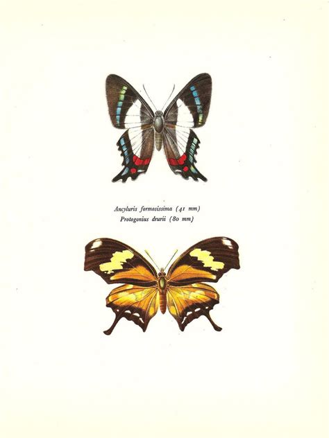 Butterfly Print Art Original 1965 Book Plate 44 Beautiful Hewitson And