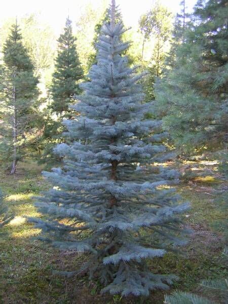 Blue Spruce Tree Varieties Types Of Trees We Grow And
