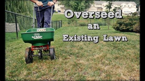 How To Overseed An Existing Lawn Fall Lawn Renovation And Overseeding