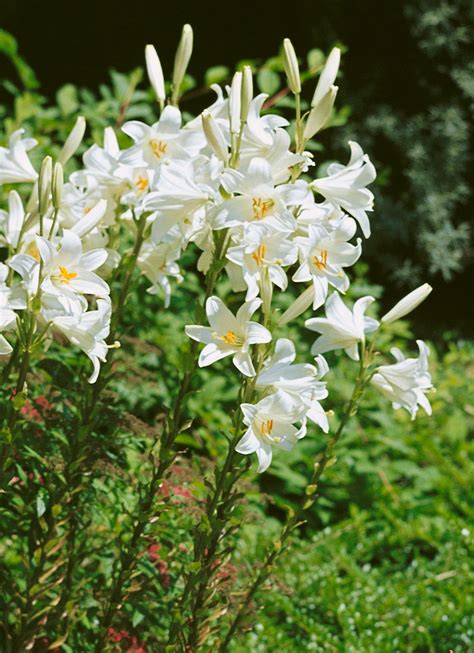 Lilium Candidum The Madonna Lily From The Gold Medal Winning Harts