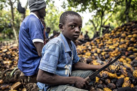 Côte d'Ivoire: Le travail des enfants a augmenté dans le secteur du cacao pendant le confinement ...