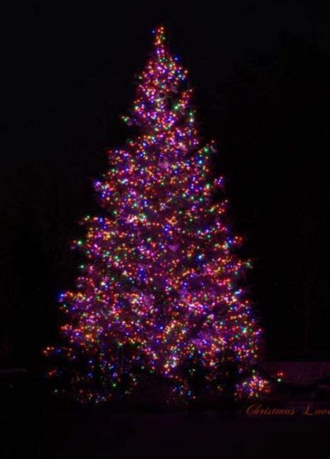 Pin By Jen Hartnett On Christmas Treesoutside In 2020 Christmas