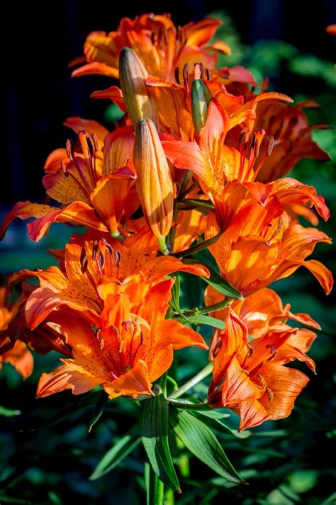 Fire Lily Stock Photo Free Download