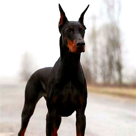 Top 10 Best Looking Dog Breeds In The World Gambaran