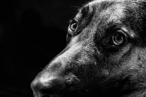 Grayscale Photo Of Dogs Face Photo Free Grey Image On Unsplash