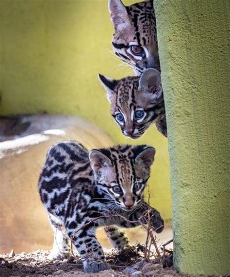 Baby Ocelots How Kitten Like Rtinyunits