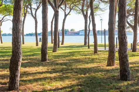 Park With View To City In Venice Stock Image Image Of Tree Public