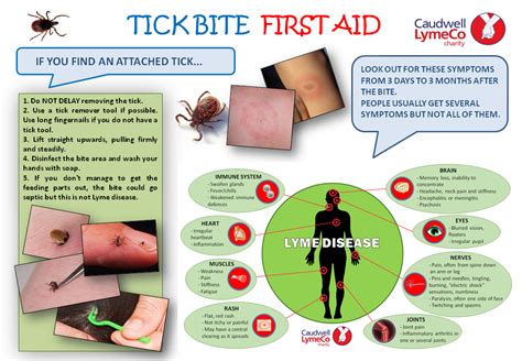 Tick Bite First Aid With Images Tick Bite Lyme Disease Ticks