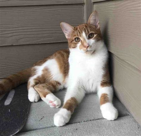 Tabby Kittens For Adoption Available Animals For Adoption Kitten