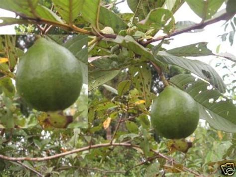 Psidium Guajava Common Name Guava Lemon Guava This Is
