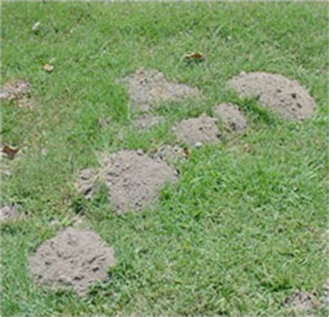 Gophers Lawn Problems How To Care For Lawn Dr Blade Lawn