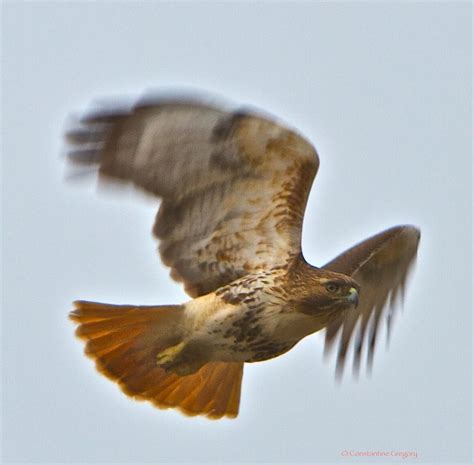 Eye On The Prize Red Tailed Hawk On The Hunt C J Gregory Flickr