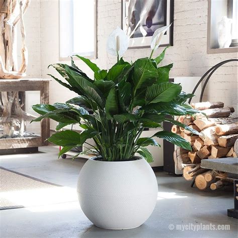 Peace Lily Puro Peace Lily Indoor Plant Pots White Planters
