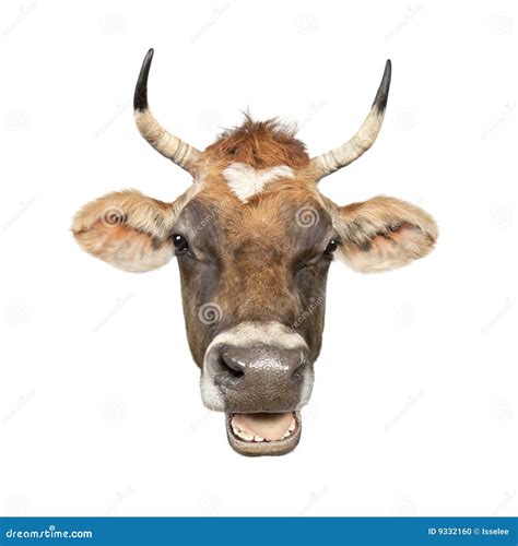 Close Up On A Head Of A Brown Jersey Cow Stock Photo Image Of