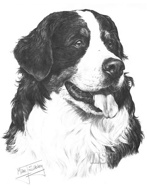 Bernese Mountain Dog Fine Art Dog Print By Mike Sibley