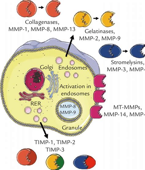 Mmp Production And Activation Mmps Are Synthesized As Proforms In The