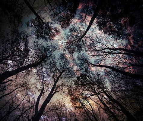 Starry Sky In The Forest Photograph By Marianna Mills Pixels