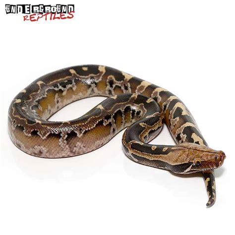 Baby Borneo Blood Pythons Python Curtus For Sale Underground Reptiles